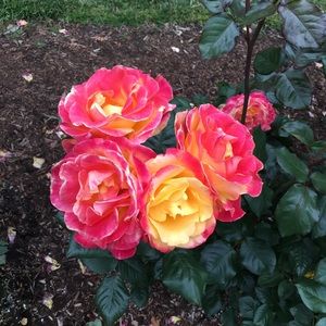 Meet your Posher, Bridgette